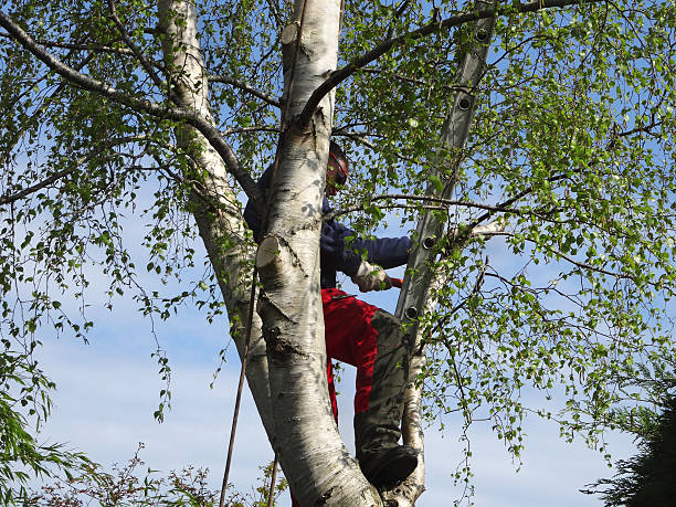 Seasonal Cleanup in Columbiana, AL